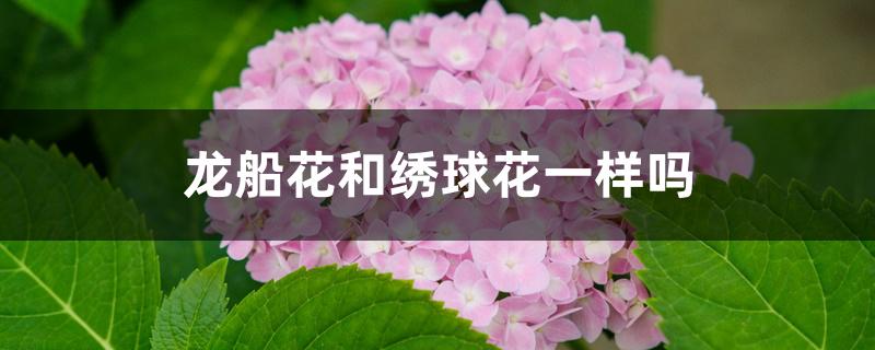 龙船花和绣球花一样吗 龙船花和绣球花一样吗