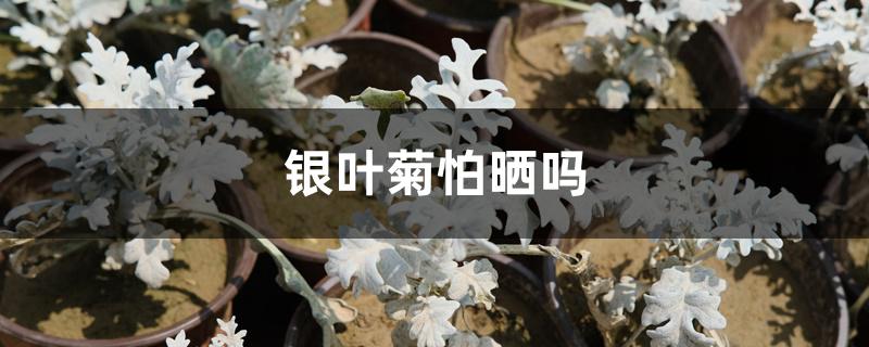 银叶菊怕晒吗 银叶菊怕晒吗