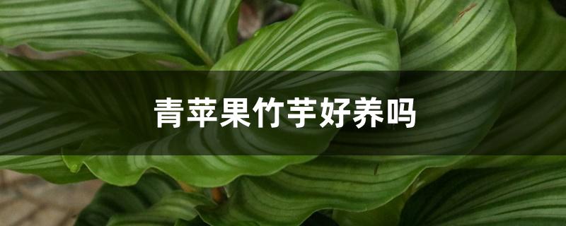 青苹果竹芋好养吗 青苹果竹芋好养吗