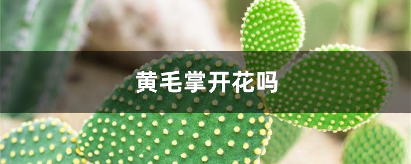黄毛掌开花吗 黄毛掌开花吗