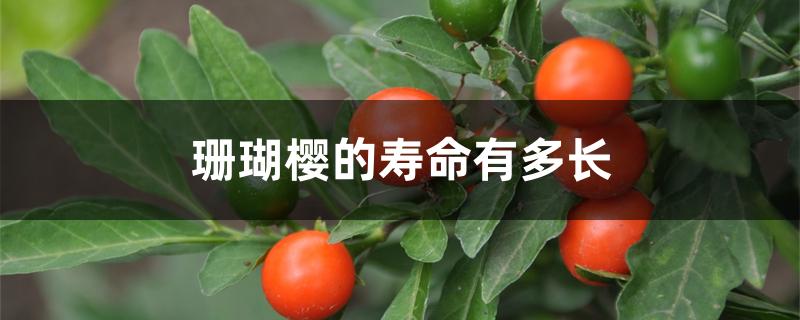 珊瑚樱的寿命有多长 珊瑚樱的寿命有多长