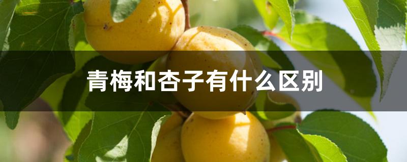 青梅和杏子有什么区别 青梅和杏子有什么区别