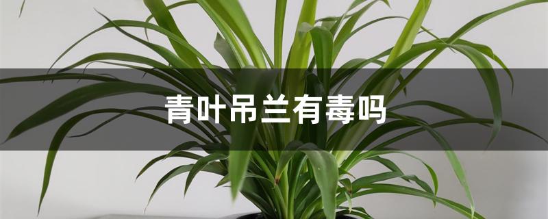 青叶吊兰有毒吗 青叶吊兰有毒吗