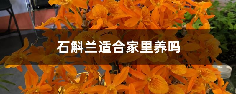 石斛兰适合家里养吗 石斛兰适合家里养吗