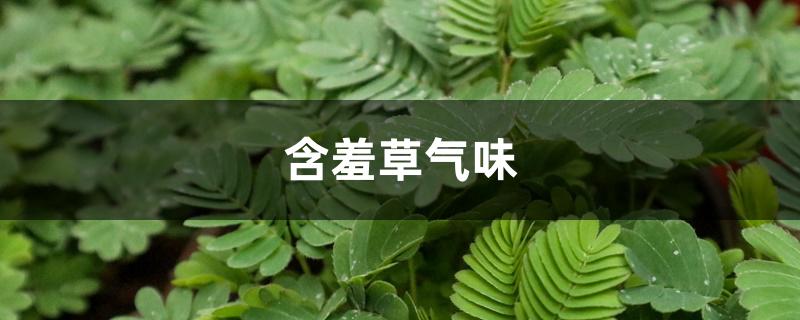 含羞草气味是什么 含羞草气味是什么