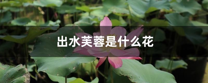出水芙蓉是什么花 出水芙蓉是什么花