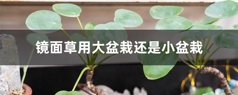 镜面草用大盆栽还是小盆栽 镜面草用大盆栽还是小盆栽