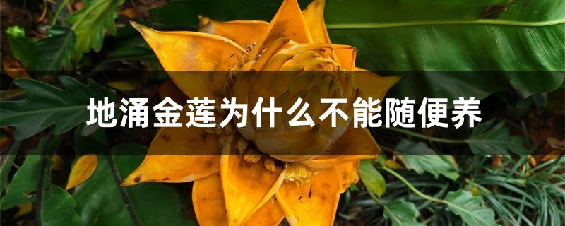 地涌金莲为什么不能随便养 地涌金莲为什么不能随便养