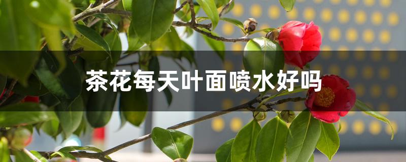 茶花每天叶面喷水好吗 茶花每天叶面喷水好吗