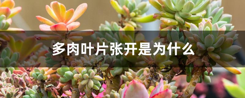 多肉叶片张开是为什么 多肉叶片张开是为什么
