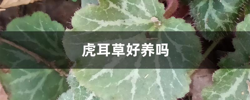 虎耳草好养吗 虎耳草好养吗