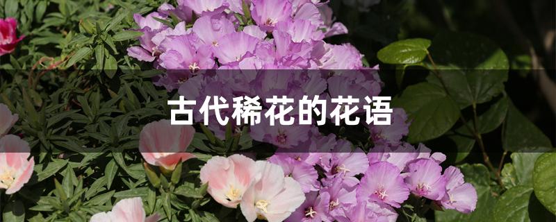 古代稀花的花语