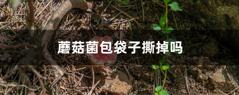 蘑菇菌包袋子撕掉吗 蘑菇菌包袋子撕掉吗
