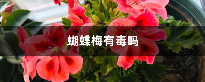 蝴蝶梅有毒吗 蝴蝶梅有毒吗