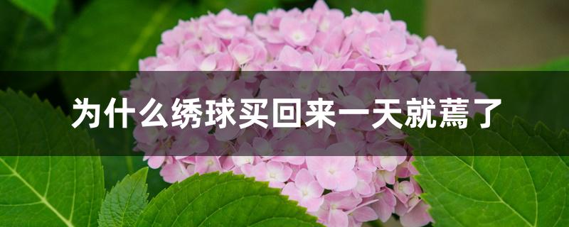 为什么绣球买回来一天就蔫了 为什么绣球买回来一天就蔫了