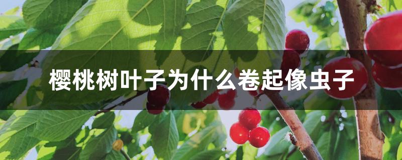 樱桃树叶子为什么卷起像虫子 樱桃树叶子为什么卷起像虫子