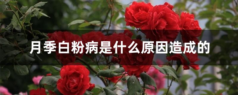 月季白粉病是什么原因造成的 月季白粉病是什么原因造成的
