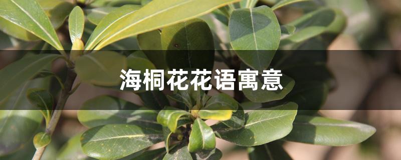 海桐花花语寓意 海桐花花语寓意