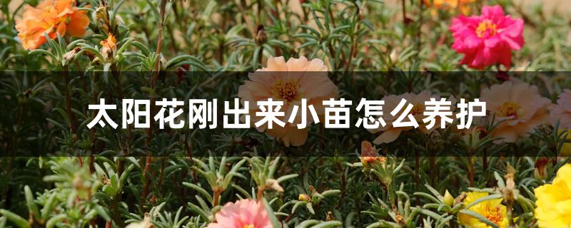 太阳花刚出来小苗怎么养护 太阳花刚出来小苗怎么养护