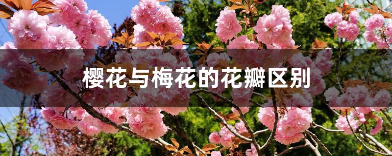 樱花与梅花的花瓣区别 樱花与梅花的花瓣区别