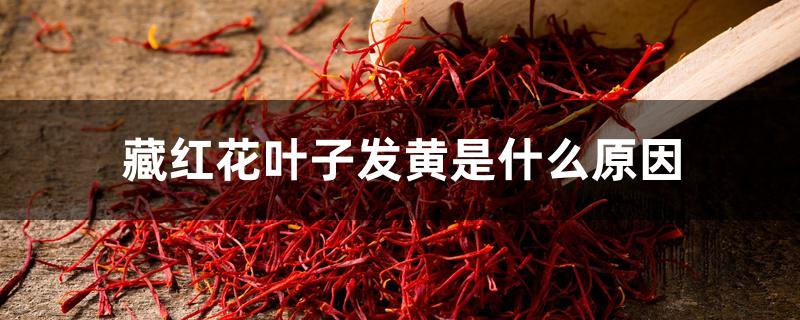 藏红花叶子发黄是什么原因