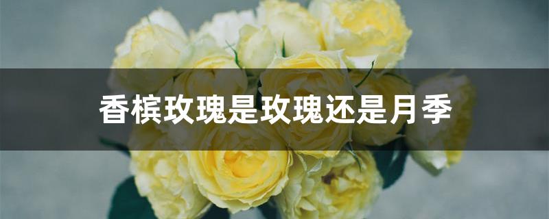 香槟玫瑰是玫瑰还是月季 香槟玫瑰是玫瑰还是月季