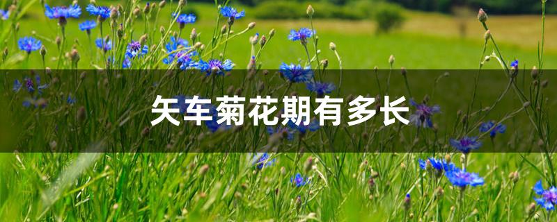 矢车菊花期有多长 矢车菊花期有多长