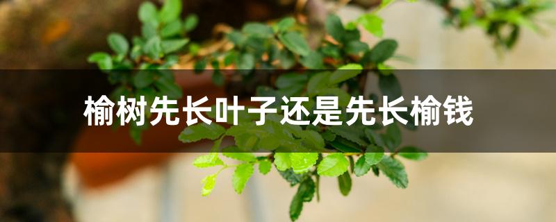 榆树先长叶子还是先长榆钱 榆树先长叶子还是先长榆钱