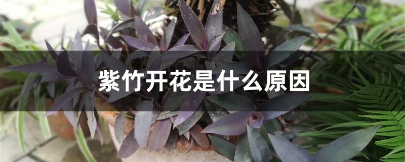 紫竹开花是什么原因 紫竹开花是什么原因