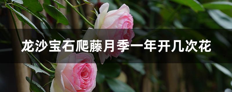 龙沙宝石爬藤月季一年开几次花 龙沙宝石爬藤月季一年开几次花