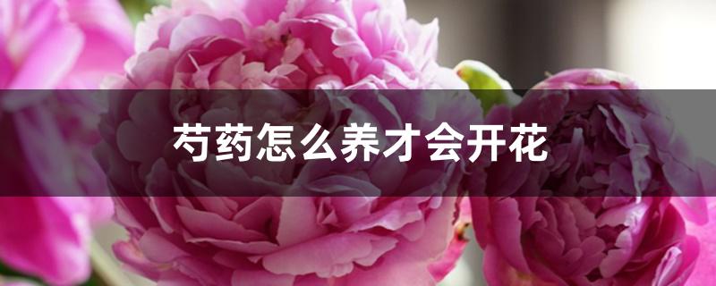 芍药怎么养才会开花 芍药怎么养才会开花