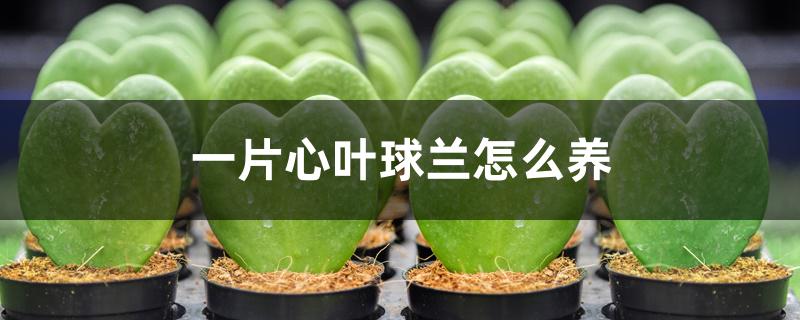 一片心叶球兰怎么养 一片心叶球兰怎么养