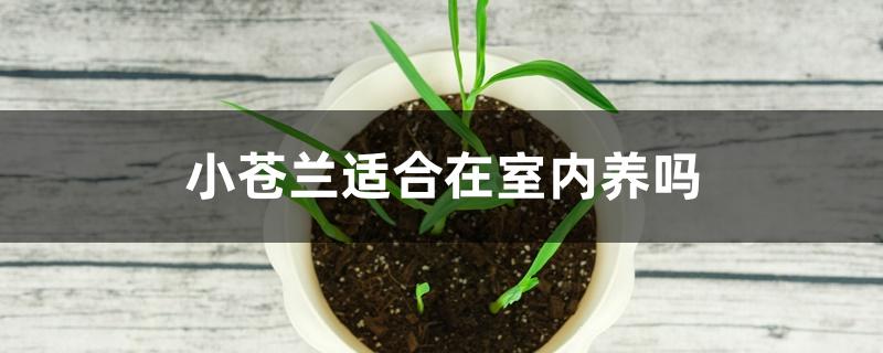 小苍兰适合在室内养吗 小苍兰适合在室内养吗