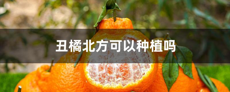 丑橘北方可以种植吗 丑橘北方可以种植吗