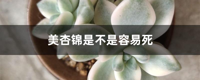 美杏锦是不是容易死 美杏锦是不是容易死