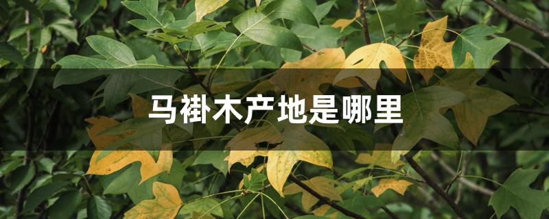 马褂木产地是哪里 马褂木产地是哪里