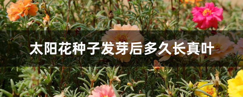 太阳花种子发芽后多久长真叶 太阳花种子发芽后多久长真叶