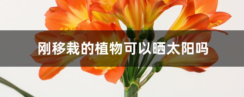刚移栽的植物可以晒太阳吗 刚移栽的植物可以晒太阳吗