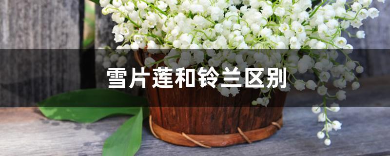 雪片莲和铃兰区别 雪片莲和铃兰区别