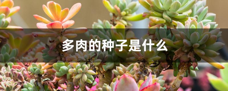 多肉的种子是什么 多肉的种子是什么