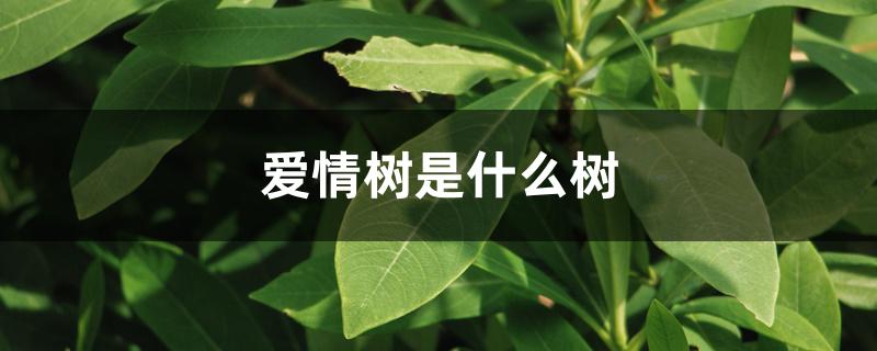 爱情树是什么树 爱情树是什么树