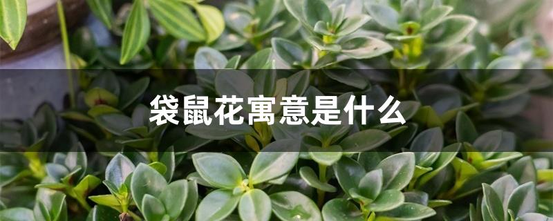 袋鼠花寓意是什么 袋鼠花寓意是什么