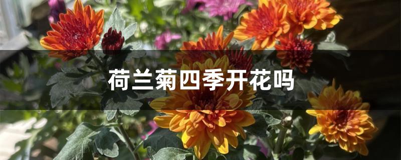 荷兰菊四季开花吗 荷兰菊四季开花吗