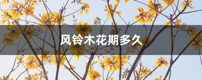 风铃木花期多久 风铃木花期多久