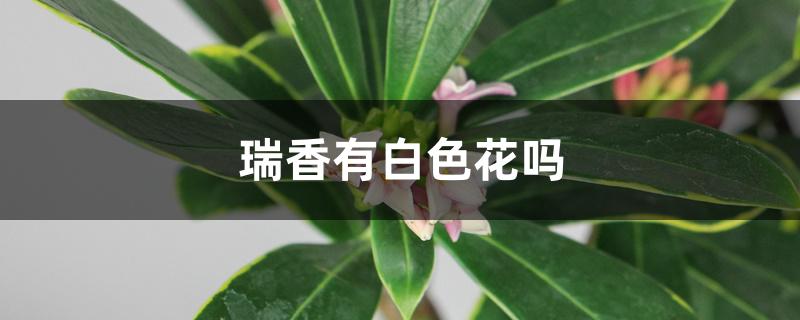 瑞香有白色花吗 瑞香有白色花吗