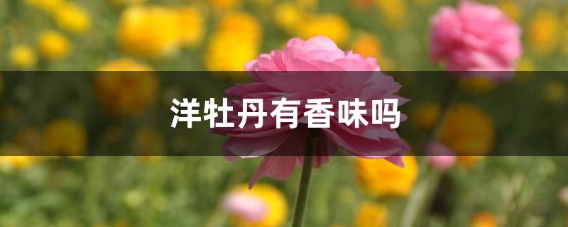 洋牡丹有香味吗 洋牡丹有香味吗