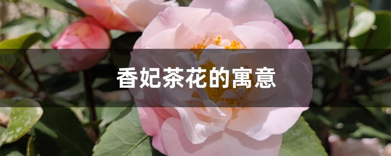香妃茶花的寓意 香妃茶花的寓意