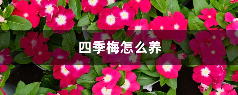 四季梅怎么养