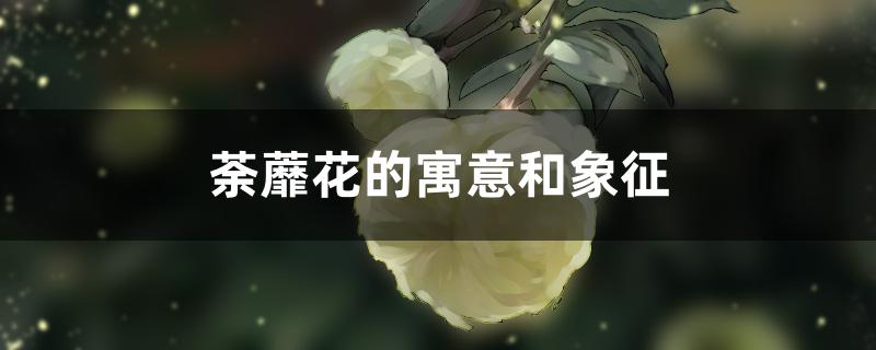 荼蘼花的寓意和象征 荼蘼花的寓意和象征