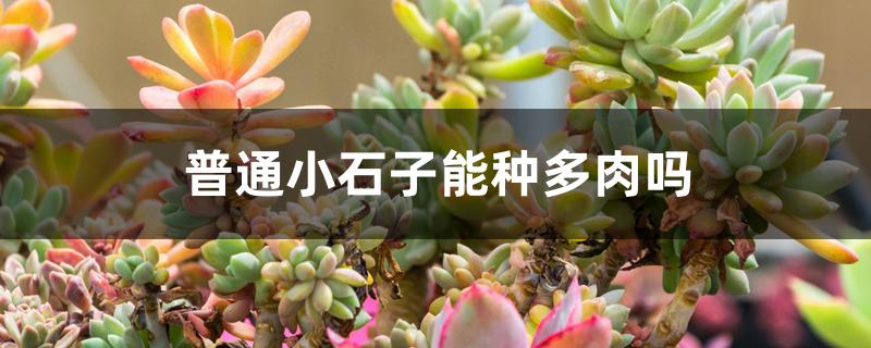 普通小石子能种多肉吗 普通小石子能种多肉吗